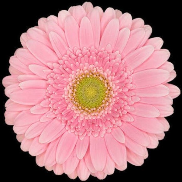 pinkdaisy08
